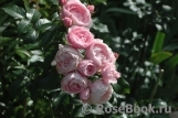 Hans Gonewein Rose Hans Gonewein Rose