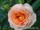 English Garden® English Garden®