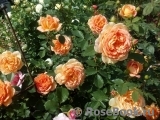 Lady of Shalott Lady of Shalott