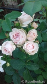 Claire Rose Claire Rose