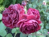 Highgrove Highgrove