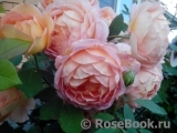 Lady of Shalott Lady of Shalott