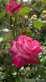 Rose Gaujard Rose Gaujard