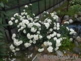 White Meidiland White Meidiland