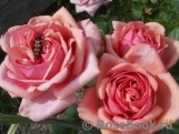 Stefanie´s Rose 