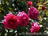 Rosier Rose Lalande de Pomerol ® Rosier Rose Lalande de Pomerol ®