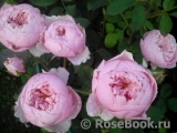 The Alnwick Rose The Alnwick Rose