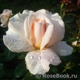 Pride and Prejudice Pride and Prejudice