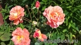 Westerland Westerland