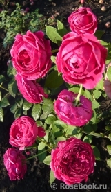 Falstaff® Falstaff®