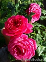 Johann Wolfgang von Goethe Rose® Johann Wolfgang von Goethe Rose®