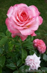 Augusta Luise Augusta Luise