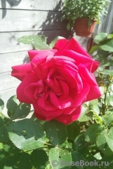 Dame de Coeur Dame de Coeur