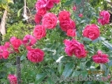 Cherry Girl ® Cherry Girl ®