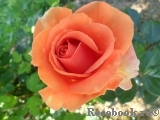 Ashram Ashram