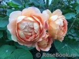 Lady of Shalott Lady of Shalott