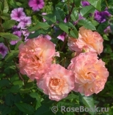 Augusta Luise Augusta Luise