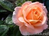 Rosemary Harkness Rosemary Harkness