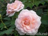 Rosemary Harkness Rosemary Harkness