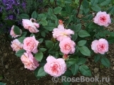 Augusta Luise Augusta Luise