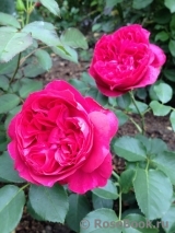 Ruban Rouge Ruban Rouge