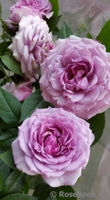 Lavender Flower Circus Lavender Flower Circus