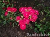 Red Fairy Red Fairy