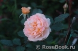 Rose de Gerberoy ® Rose de Gerberoy ®