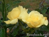Friesia Friesia