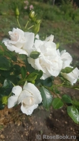 Aspirin Rose Aspirin Rose