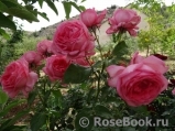 La Rose de Molinard ® La Rose de Molinard ®