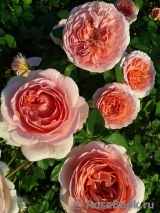 Abraham Darby