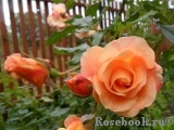 Westerland Westerland