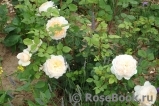 Crocus Rose® Crocus Rose®