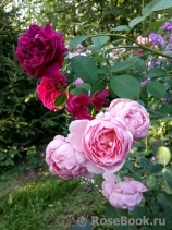 Brother Cadfael Brother Cadfael
