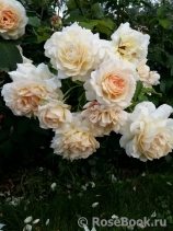 Chandos Beauty Chandos Beauty