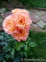 Rosemary Harkness Rosemary Harkness