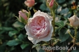 Antique Rose Antique Rose