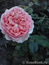 Abraham Darby