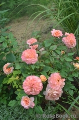 Augusta Luise Augusta Luise