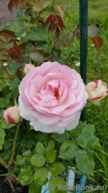 Pierre de Ronsard Pierre de Ronsard