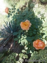 Lady of Shalott Lady of Shalott