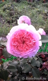 Abraham Darby Abraham Darby