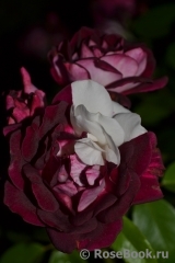 Burgundy Ice Burgundy Ice
