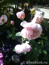 The Alnwick Rose The Alnwick Rose