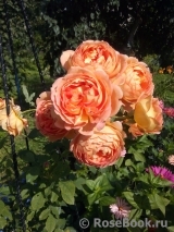 Lady of Shalott Lady of Shalott
