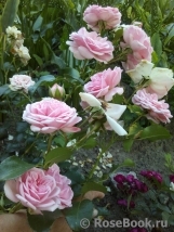 Home & Garden Home & Garden