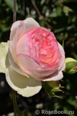 Pierre de Ronsard Pierre de Ronsard