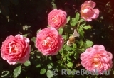 Jubilee Celebration® Jubilee Celebration®