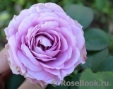 Lavender Ice Lavender Ice